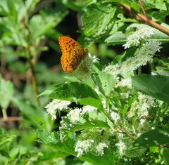 Speyeria cybele letona