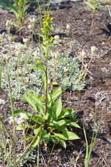 Solidago cuprea