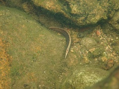 Mastacembelus armatus