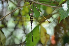 Macromia