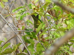 Eupsittula canicularis