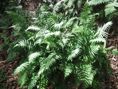 Coryphopteris japonica