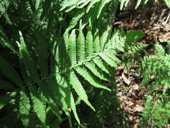 Coryphopteris japonica