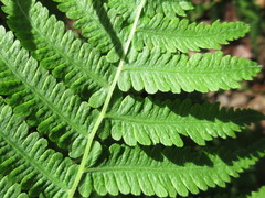 Coryphopteris japonica