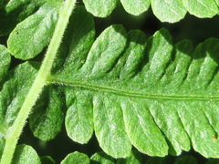 Coryphopteris japonica
