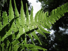 Coryphopteris japonica