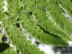 Coryphopteris japonica