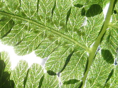 Coryphopteris japonica