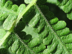 Coryphopteris japonica