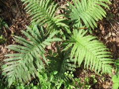 Pentarhizidium orientale