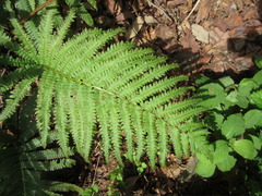 Pentarhizidium orientale