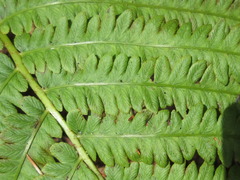 Pentarhizidium orientale