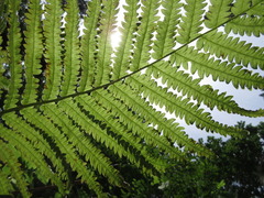 Pentarhizidium orientale