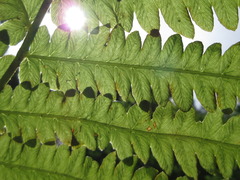 Pentarhizidium orientale