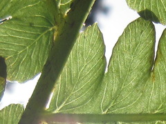 Pentarhizidium orientale