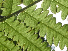 Pentarhizidium orientale