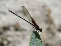 Hetaerina vulnerata