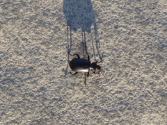 Calosoma maderae