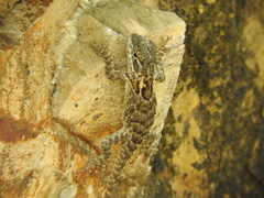 Sceloporus torquatus binocularis