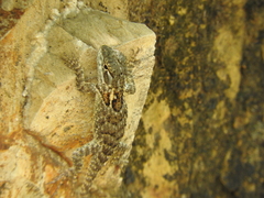 Sceloporus torquatus binocularis
