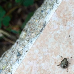 Holcostethus albipes