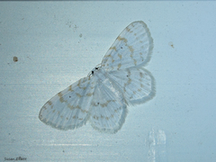 Hydrelia albifera