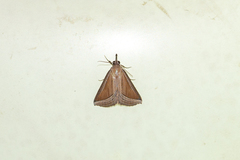 Hypena conscitalis