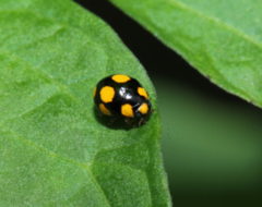 Brachiacantha bistripustulata