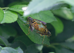 Spilomyia alcimus