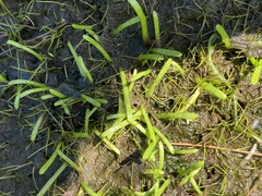 Lilaeopsis chinensis