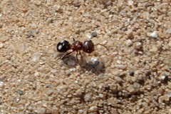 Pseudomethoca athamas