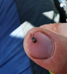 Anthonomus quadrigibbus