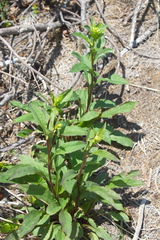 Solidago cuprea