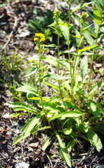 Solidago cuprea