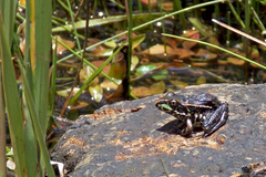 Lithobates spectabilis