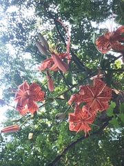 Lilium lancifolium