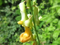 Lathyrus davidii