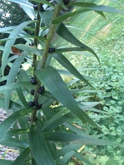 Lilium lancifolium