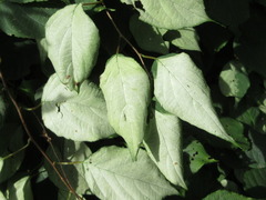 Actinidia polygama