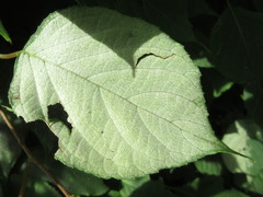 Actinidia polygama