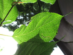 Actinidia polygama