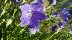 Platycodon grandiflorus