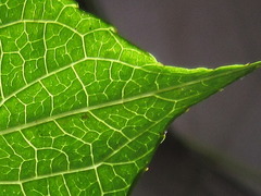 Actinidia polygama