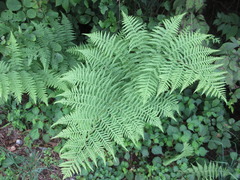 Macrothelypteris oligophlebia