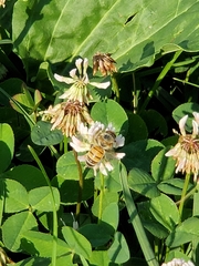 Apis mellifera