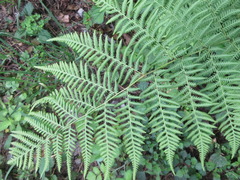 Macrothelypteris oligophlebia