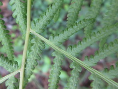 Macrothelypteris oligophlebia
