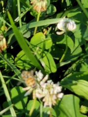 Apis mellifera