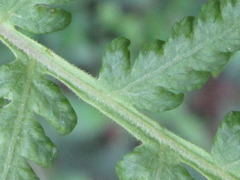Macrothelypteris oligophlebia
