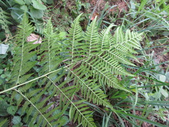 Macrothelypteris oligophlebia